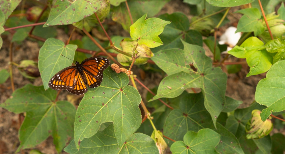 mariposa en una reserva de mariposas monarca