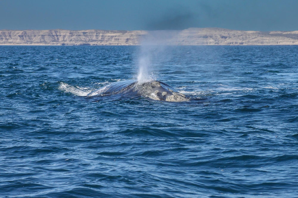 puerto madryn ballenas