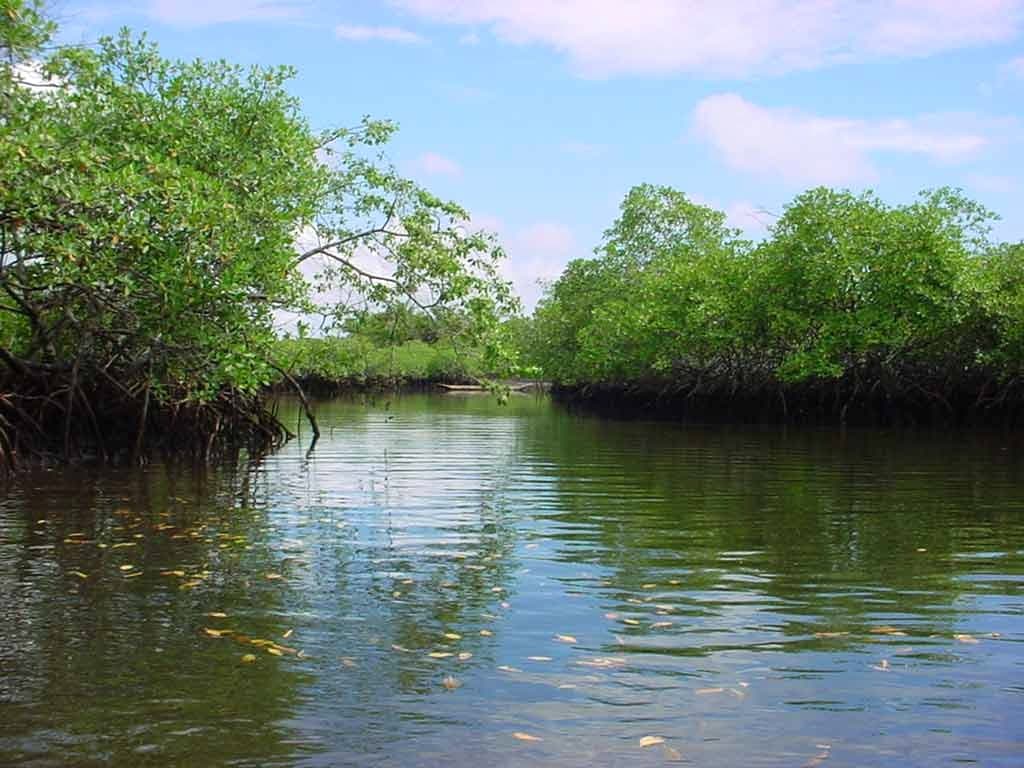 manglares-de-tumbes