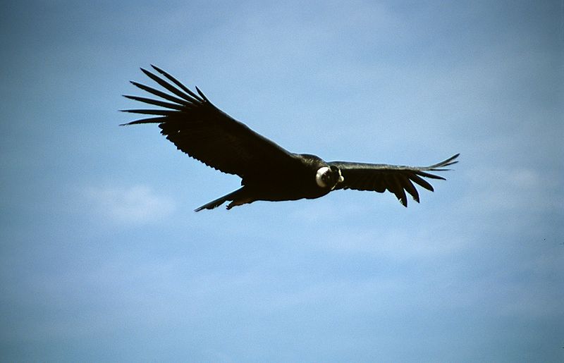 condor andino de perú