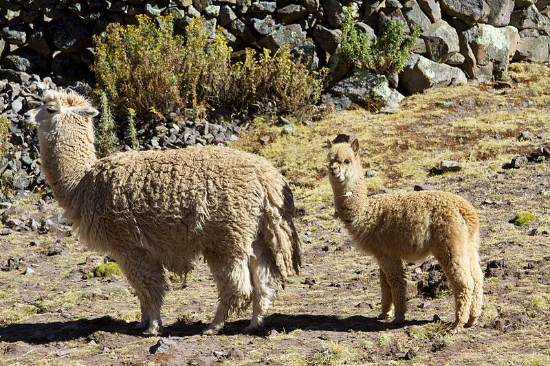 animales nativos en Perú