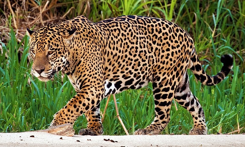 jaguar en perú