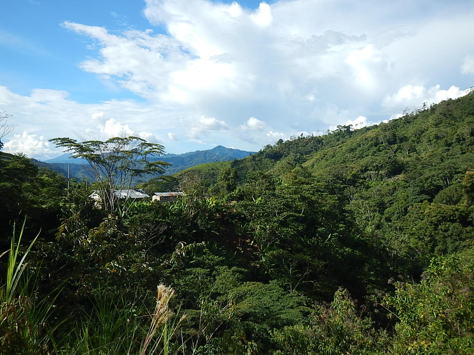 satipo-selva-central-del-perú