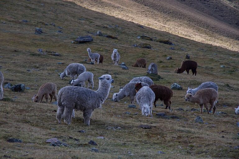 alpacas perú