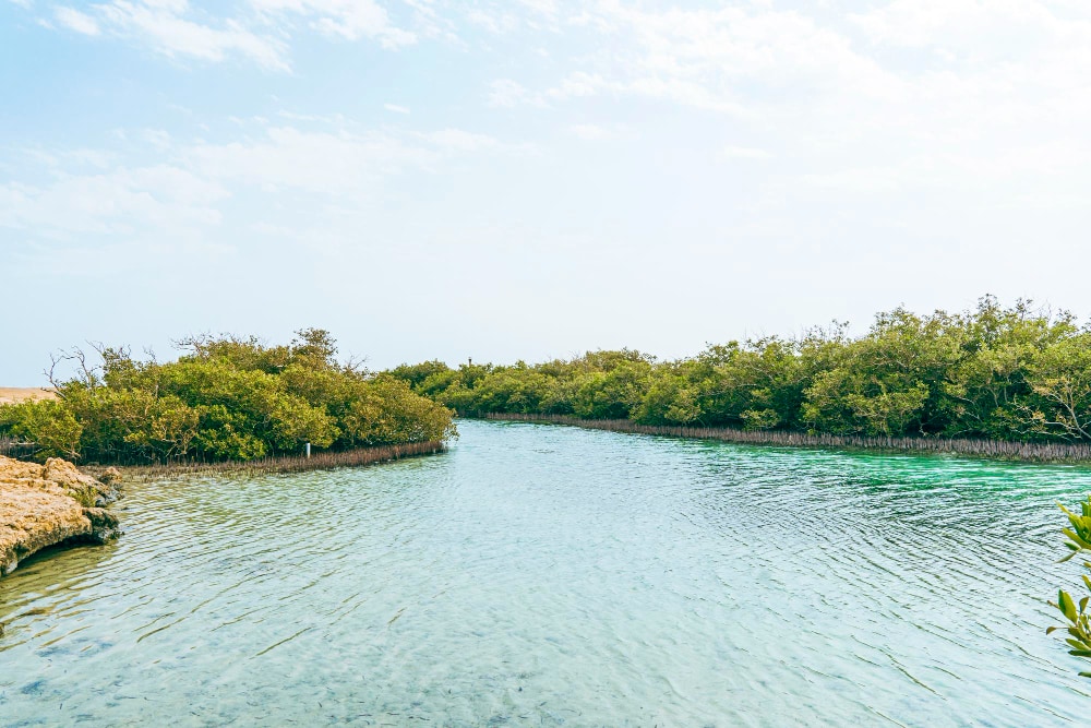 manglares-parque-nacional-ras-muhammad