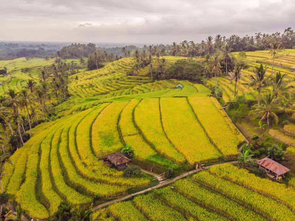 arrozales-de-Bali