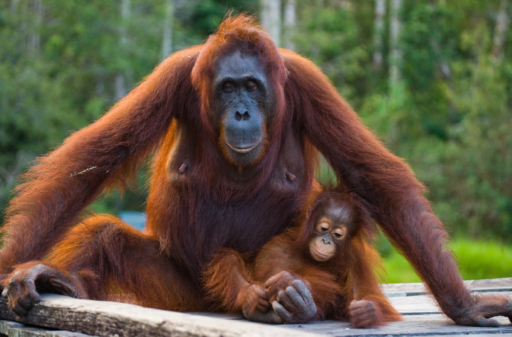 orangutanes-en-Borneo