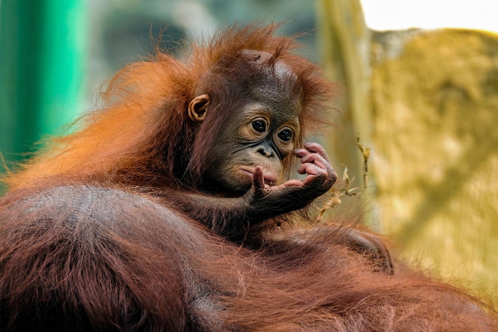 orangutanes-de-Indonesia