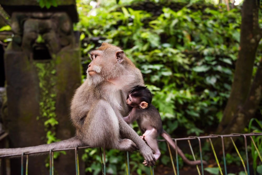 monkey-forest-Bali
