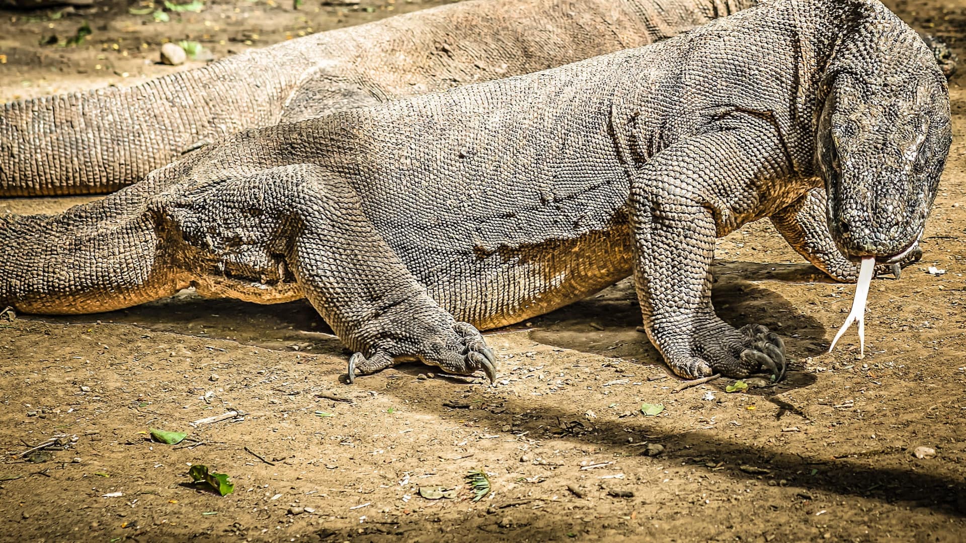 dragón de komodo en parque nacional indonesia