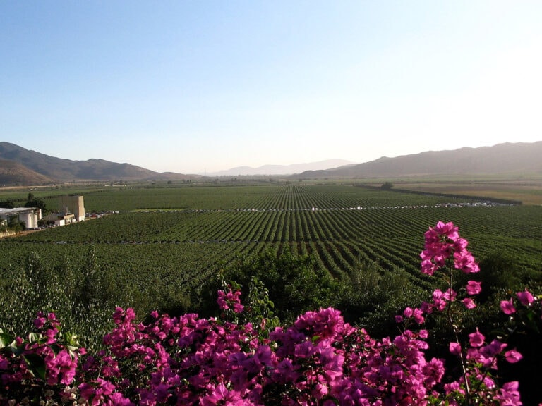 Mejores lugares para comer en el Valle de Guadalupe.