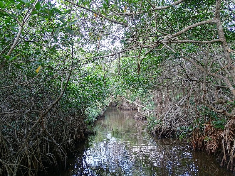Bosque de manglares en Ciénegas del Fuerte