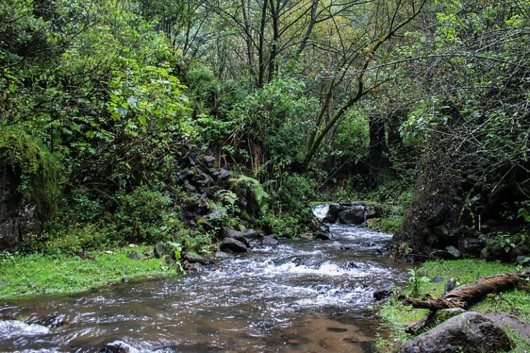 cascada en parque Desierto de los Leones