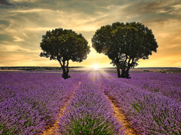 Mejores restaurantes en Brihuega.