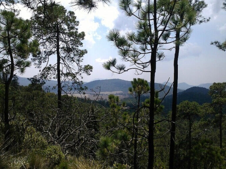 Mejores restaurantes en El Ajusco.