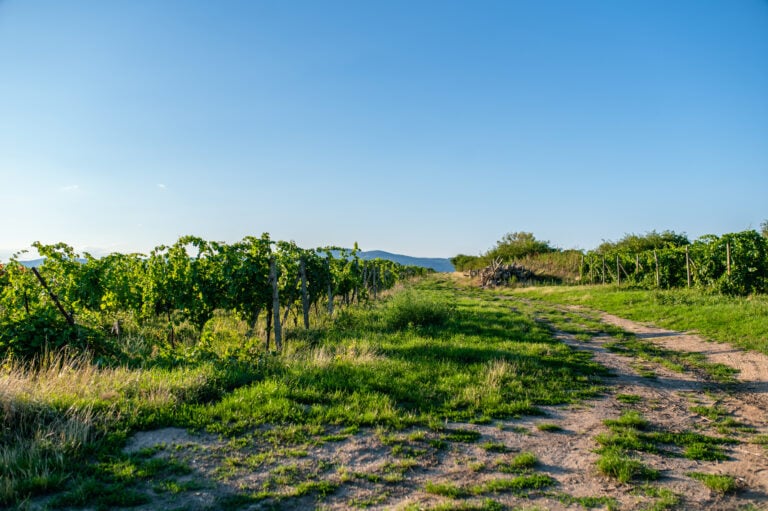 Qué hacer en Santa Cruz Chile