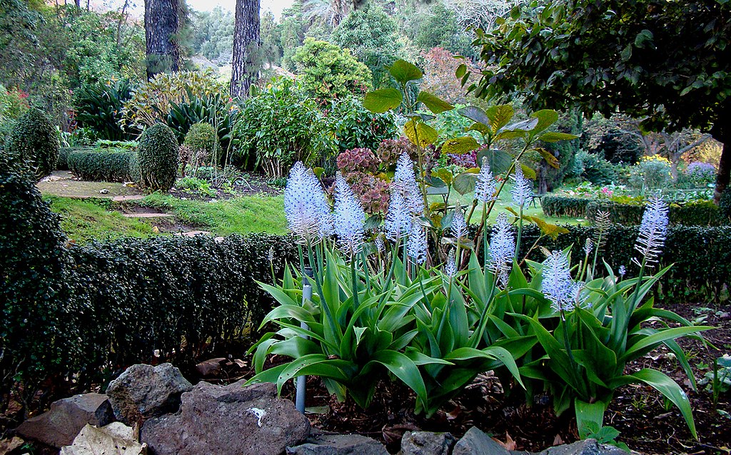 Plantas exóticas en los jardines de Funchal