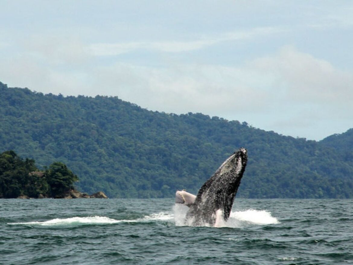 Qué hacer en Nuquí Viajeros Ocultos